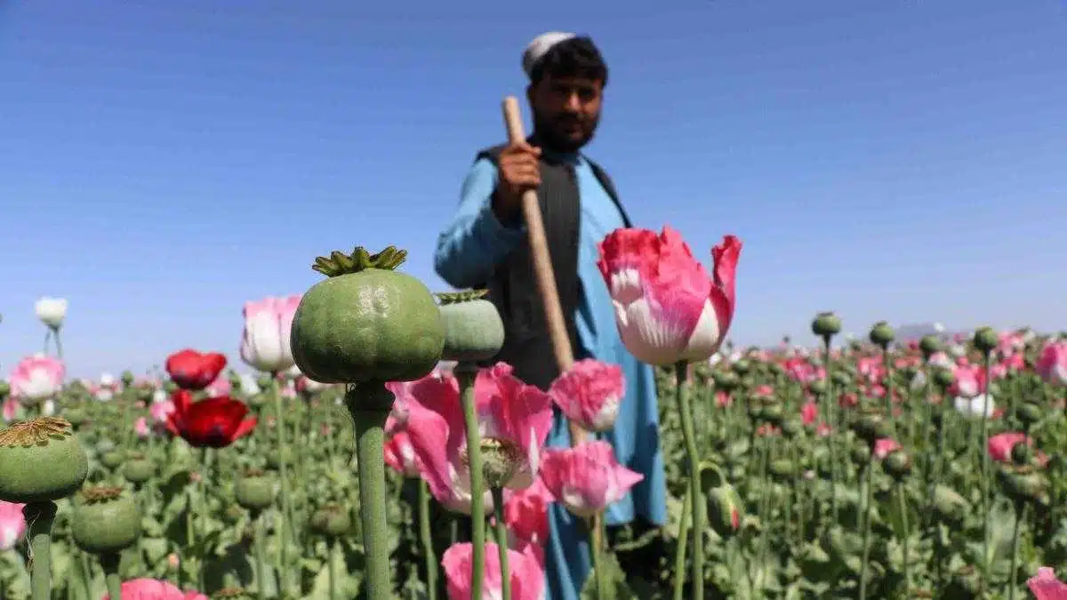 Afgan çiftçiler afyon yetiştiriyor. Fotoğraf: RFE/RL 
